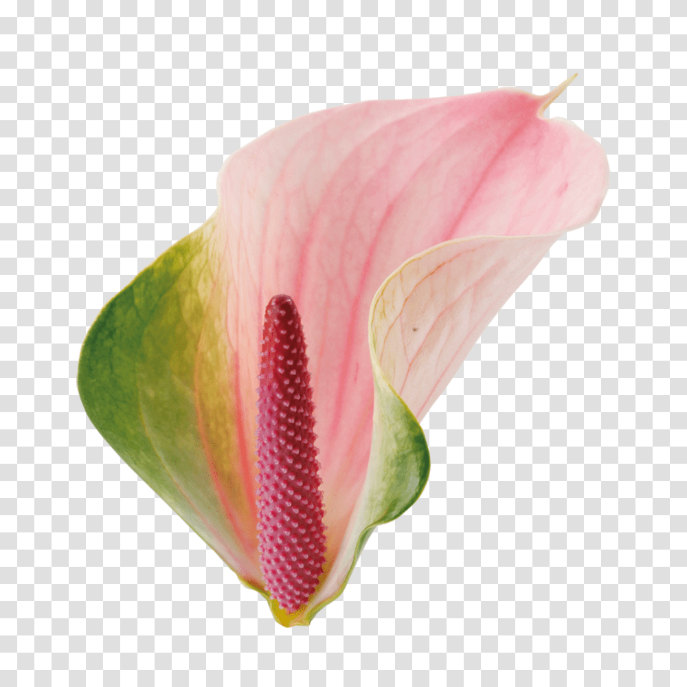 Anthuriums, Plant, Flower, Blossom, Petal Transparent Png