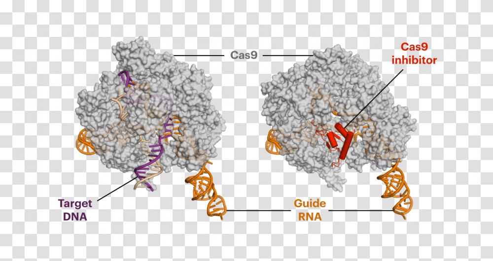 Anti Crispr Proteins Decrease Off Target Side Effects Anti Crispr Protein Structure, Plot, Map, Diagram, Atlas Transparent Png