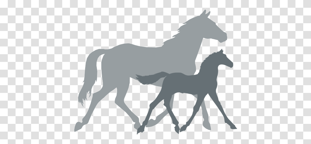Anti Horse Racing, Mammal, Animal, Foal, Colt Horse Transparent Png