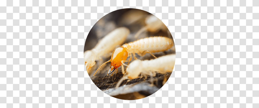 Anti Termite Do Termites Look Like, Insect, Invertebrate, Animal, Fungus Transparent Png
