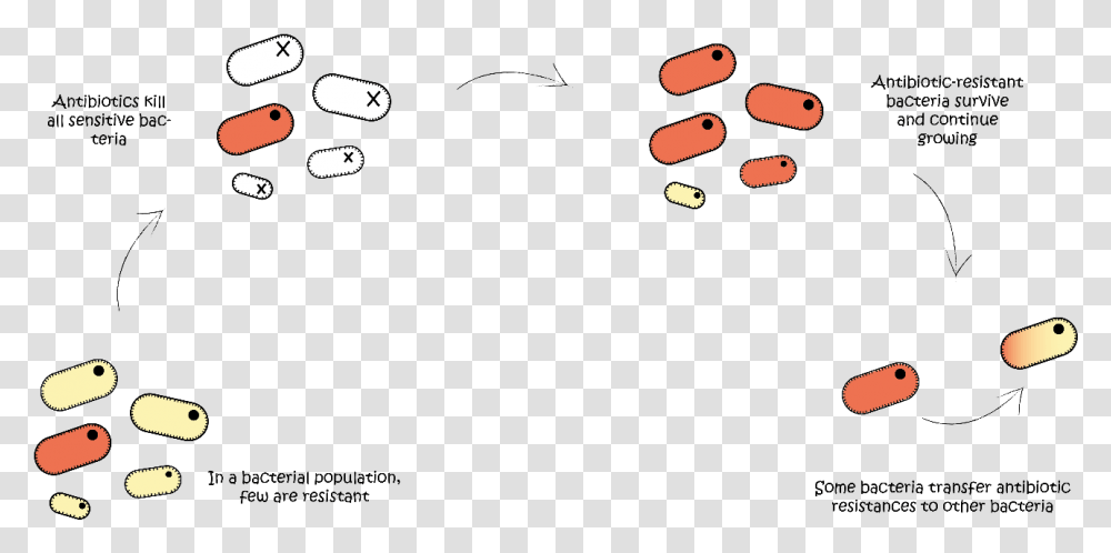 Antibiotic Stopping Reproduction In Bacteria, Super Mario Transparent Png