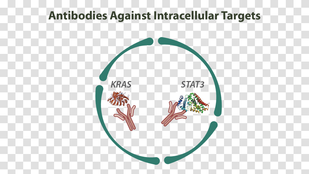 Antibodies Against Intracellular Targets Intracellular Antibodies, Tie Transparent Png