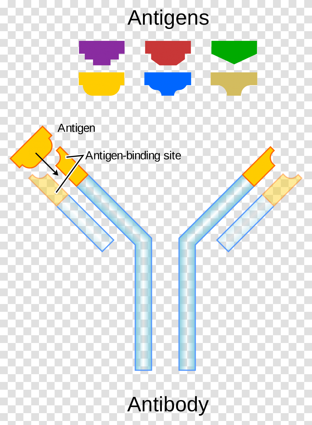 Antibody Antigen, Hand, Cross, Suspenders Transparent Png