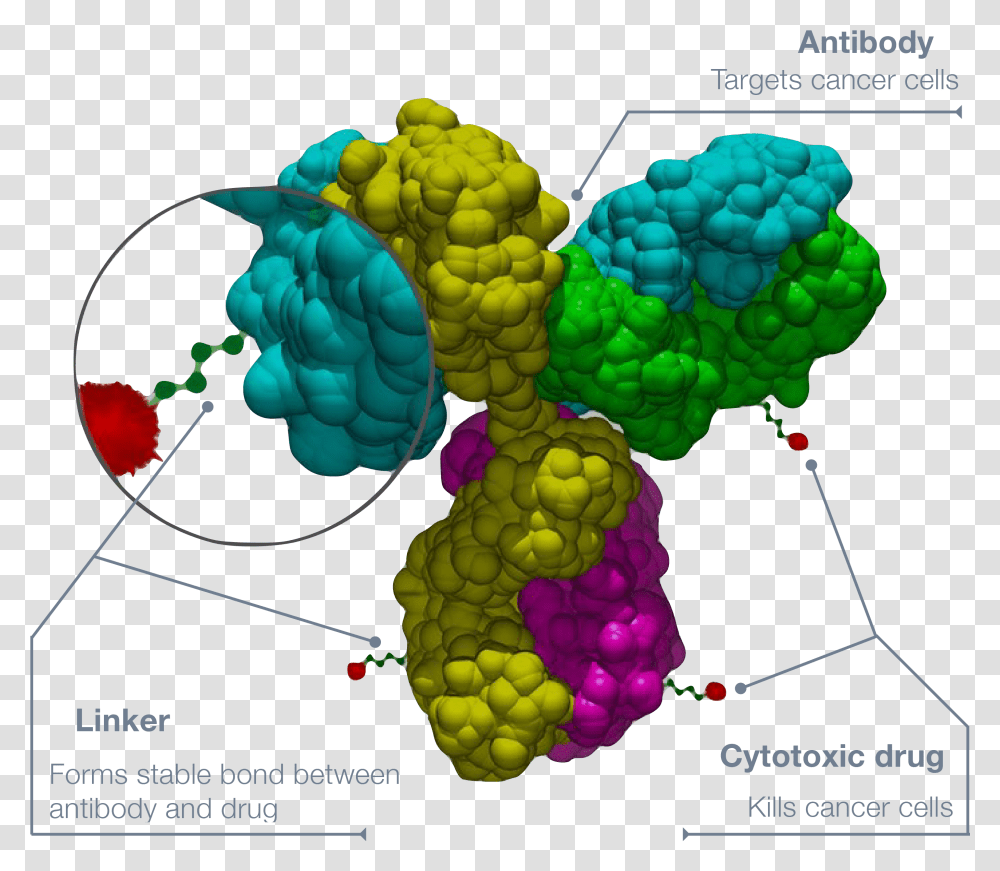 Antibody Drug Conjugate Structure Antibody Drug Conjugate, Bush, Vegetation, Nature Transparent Png
