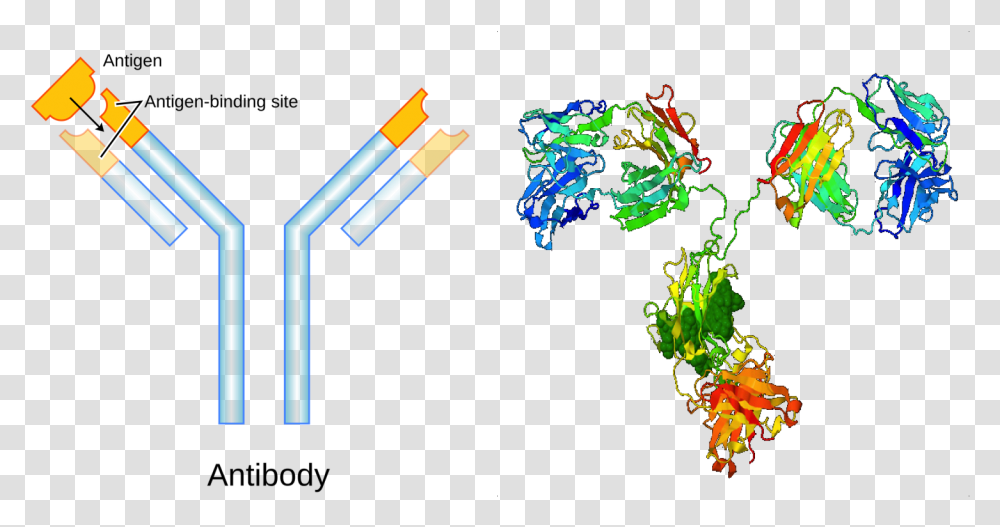 Antibody For Kids, Light, Neon Transparent Png