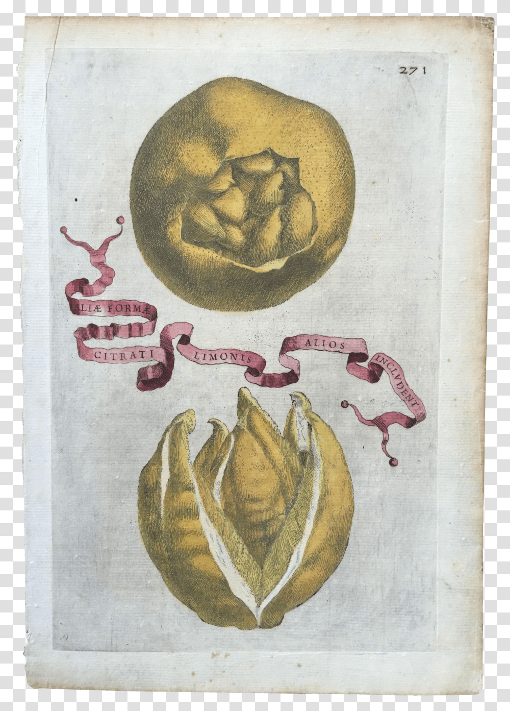 Antique 1646 Ferrari Botanical Lemon Citrus Engraving Creative Arts, Painting, Plant, Drawing Transparent Png