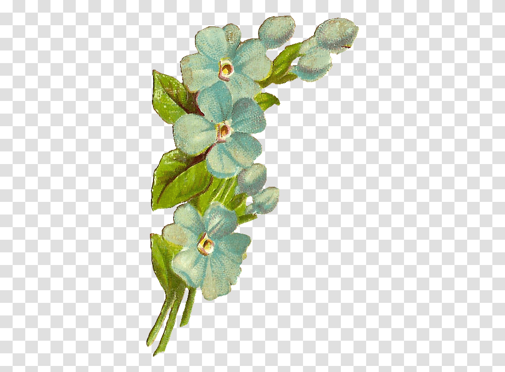 Antique Blue Flower, Plant, Blossom, Acanthaceae Transparent Png