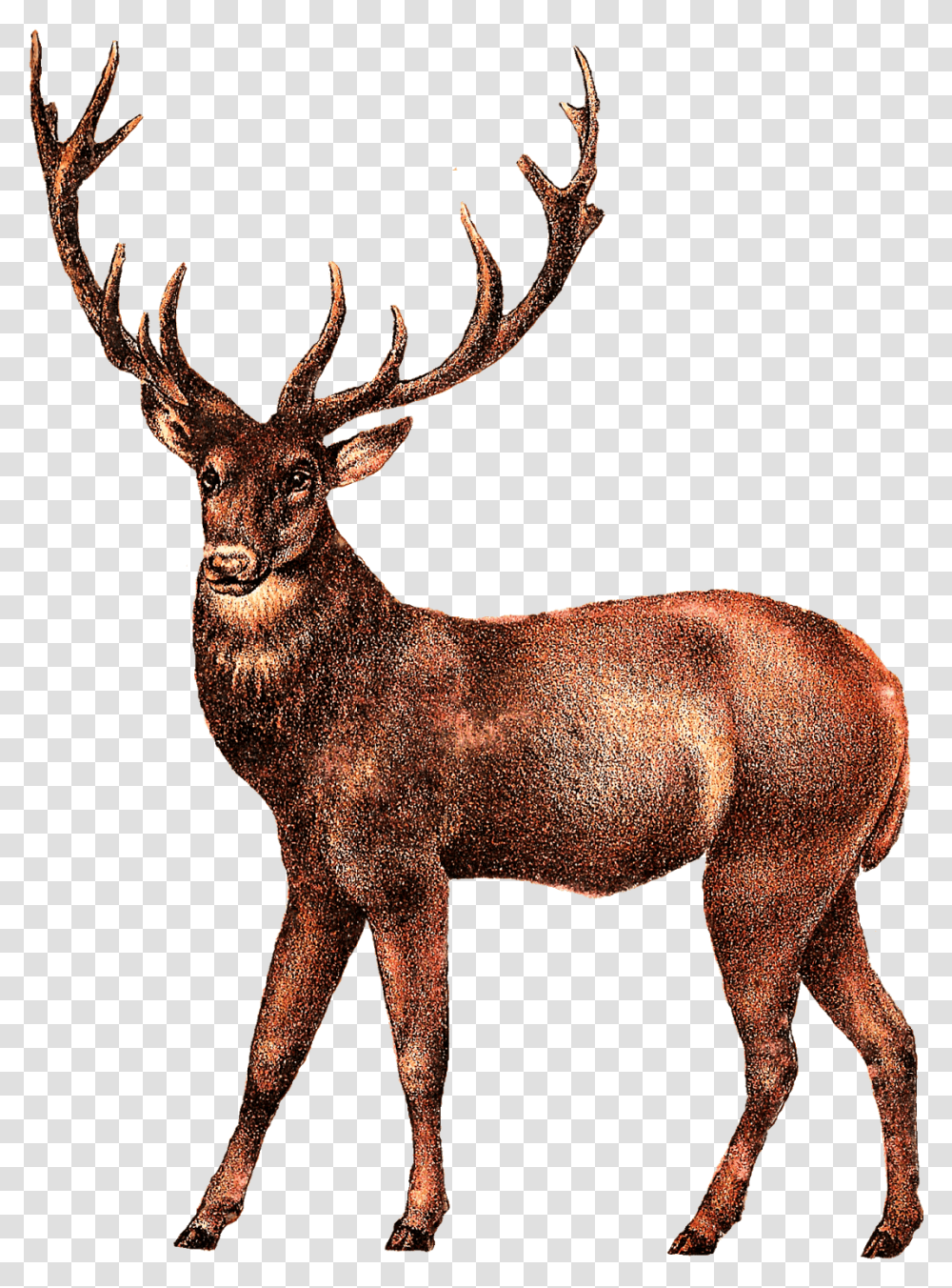 Antique Deer Image Elk, Wildlife, Mammal, Animal, Antelope Transparent Png