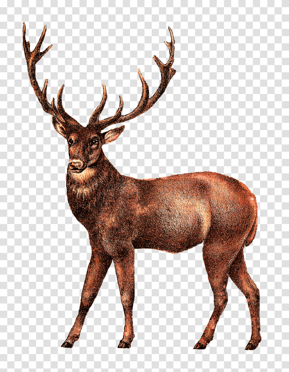 Antique Deer Image, Elk, Wildlife, Mammal, Animal Transparent Png
