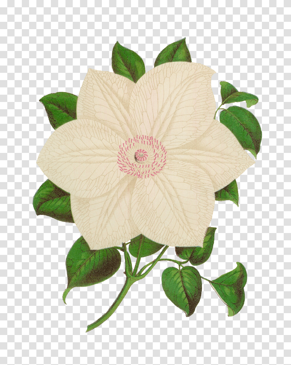 Antique Images Antique Stock Flower Illustration Botanical Clip, Plant, Acanthaceae, Leaf, Hibiscus Transparent Png