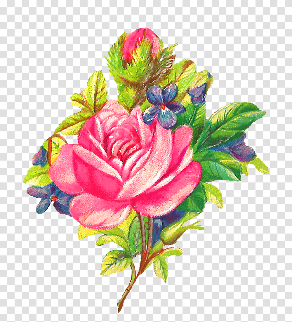Antique Images Botanical Art Pink Rose Digital Flower Clip Art, Plant, Blossom, Flower Arrangement, Flower Bouquet Transparent Png