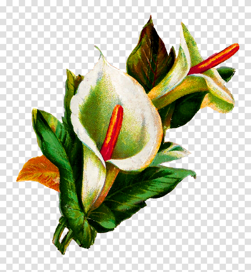 Antique Images Calla Lily Flower Digital Clip Art Botanical, Plant, Blossom, Anthurium, Photography Transparent Png