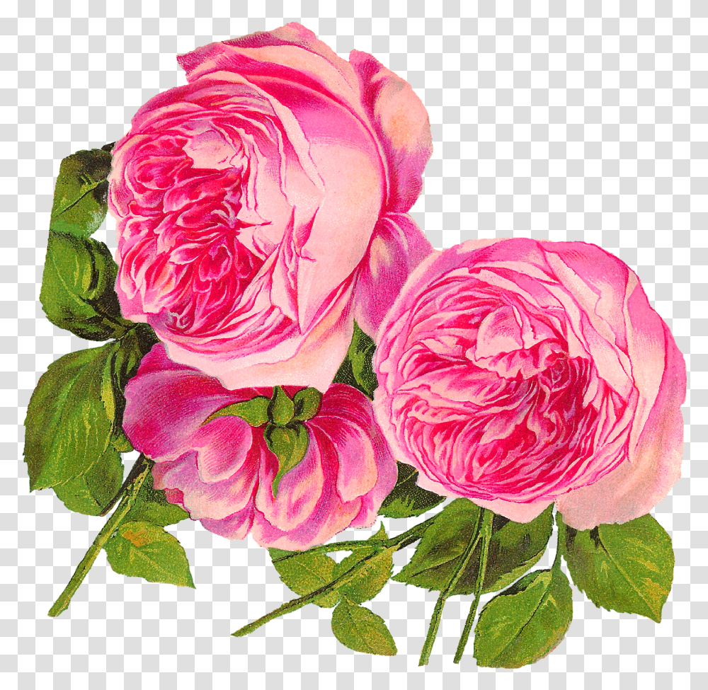 Antique Images Digital Botanical Artwork Pink Rose Clip Art Botanical Flower Illustration, Plant, Peony, Blossom, Geranium Transparent Png