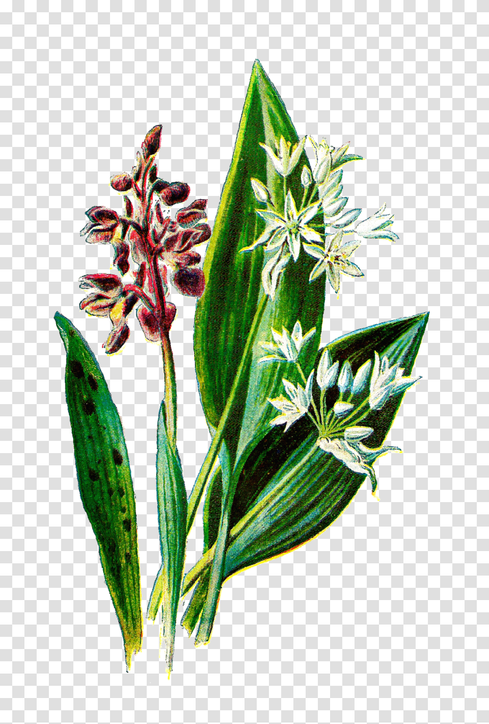Antique Images Digital Botanical Flower Download Of Wildflower, Plant, Blossom, Acanthaceae, Amaryllidaceae Transparent Png
