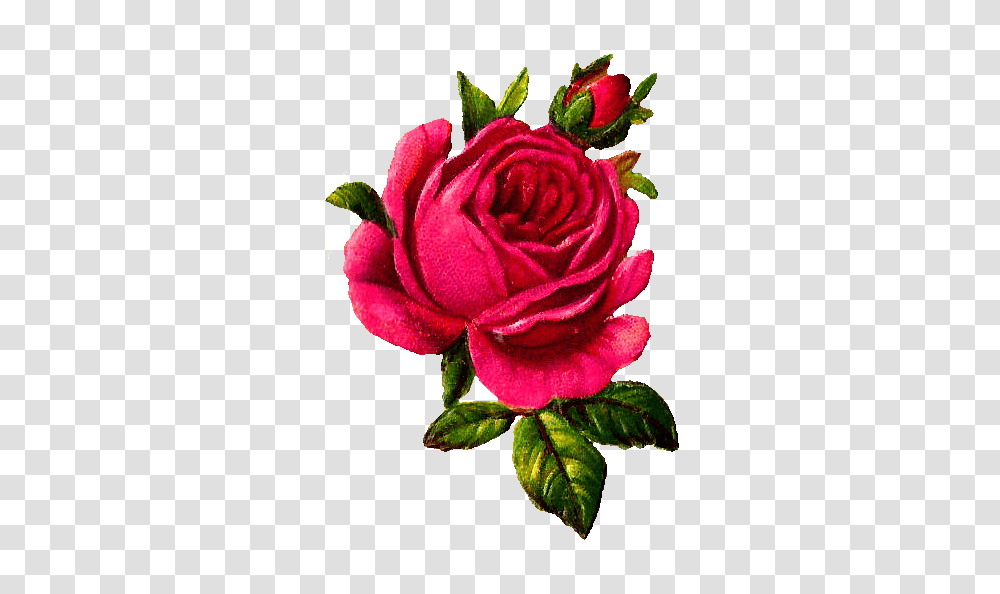 Antique Images Digital Pink Rose Download Flower Botanical Art, Plant, Blossom, Petal Transparent Png