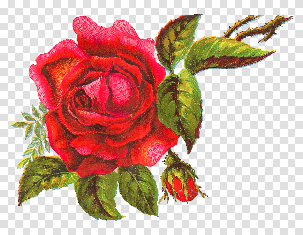 Antique Images Digital Red Rose Free Flower Clip Art Red Rose Art, Plant, Blossom, Leaf, Petal Transparent Png
