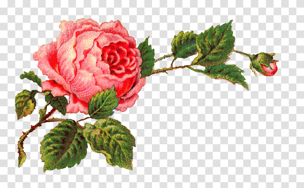 Antique Images Digital Rose Paper Art Flowers, Plant, Blossom, Carnation, Peony Transparent Png