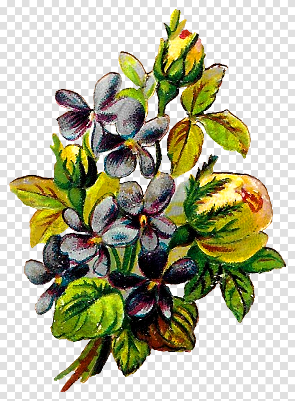 Antique Images Flower Ready To Use Rose Violets Bud, Plant, Fruit, Food, Blueberry Transparent Png