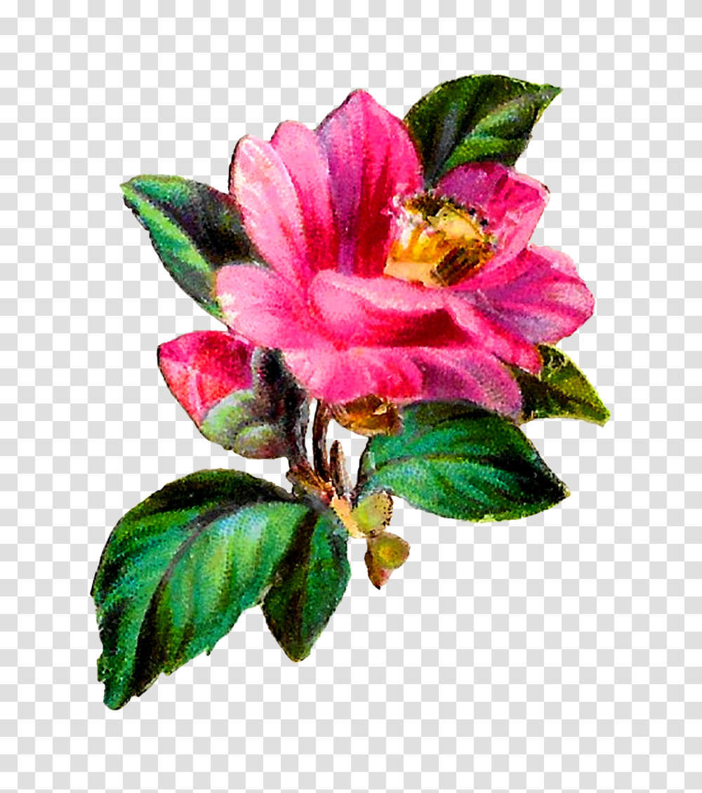 Antique Images Flower Transfer Craft Pink Camellia Botanical, Apidae, Bee, Insect, Invertebrate Transparent Png