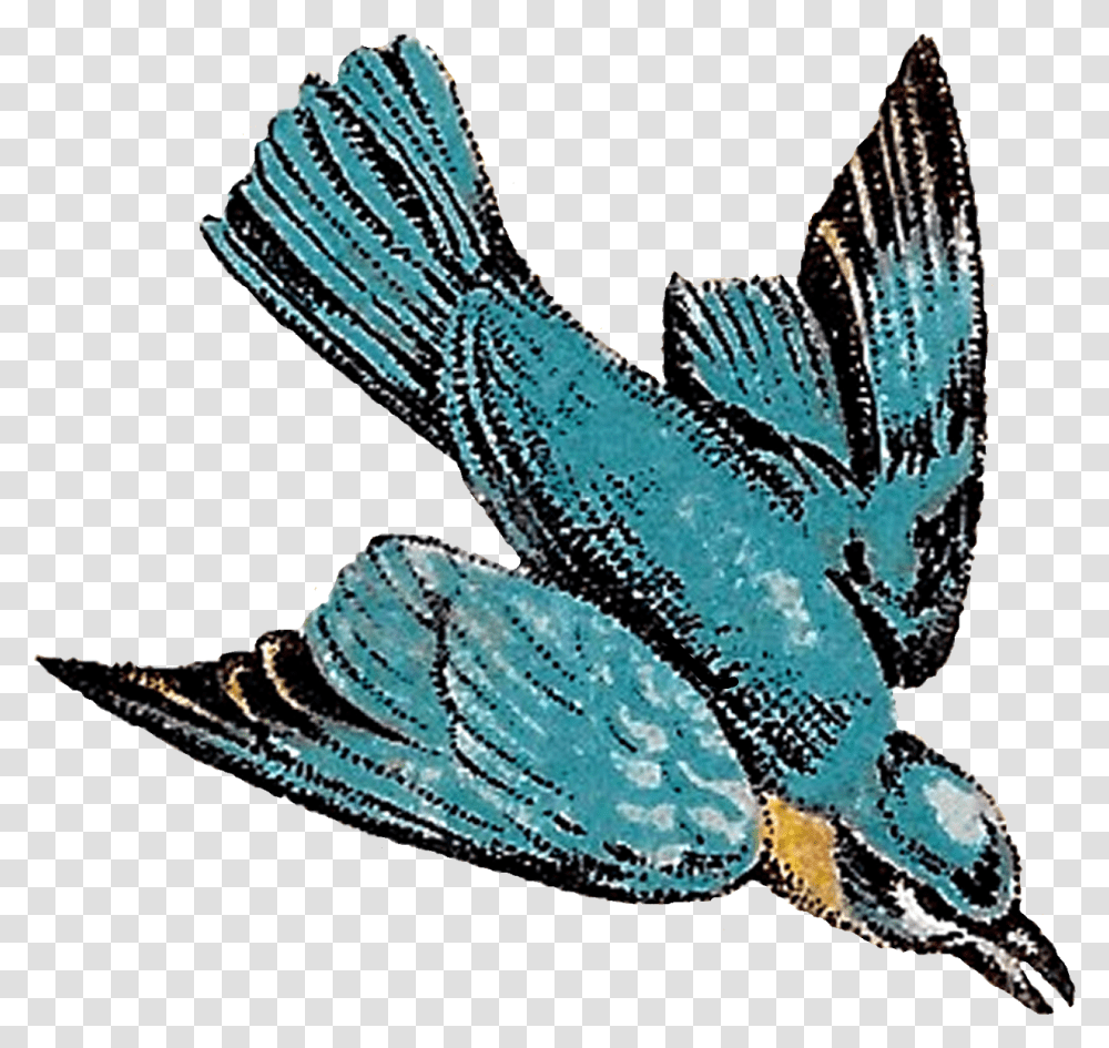Antique Images Flying Birds Drawings Blue Jay Artwork Vintage Bird Flying Illustration, Animal, Bluebird, Sea Life Transparent Png
