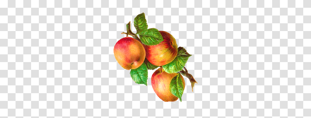 Antique Images Food Clip Art Assorted Colored Clipart, Plant, Fruit, Peach Transparent Png