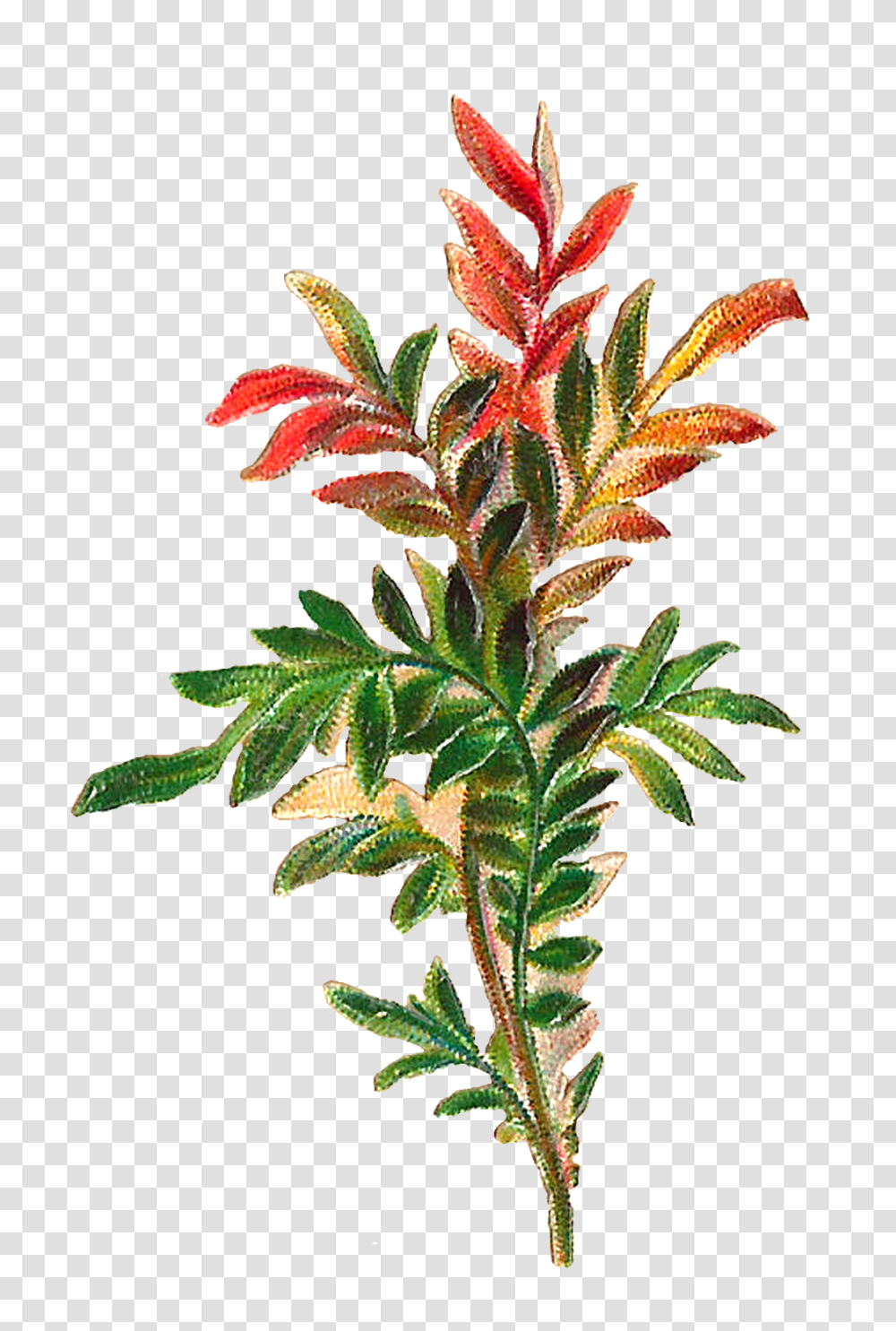 Antique Images Forest Plant Leaves Botanical Antique Artwork, Flower, Acanthaceae, Tree, Annonaceae Transparent Png