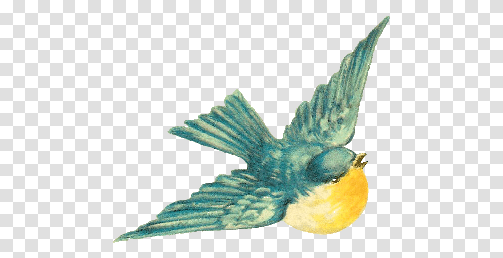 Antique Images Free Bird Clip Art Vintage Free Clipart Vintage Bluebirds, Jay, Animal, Flying, Blue Jay Transparent Png