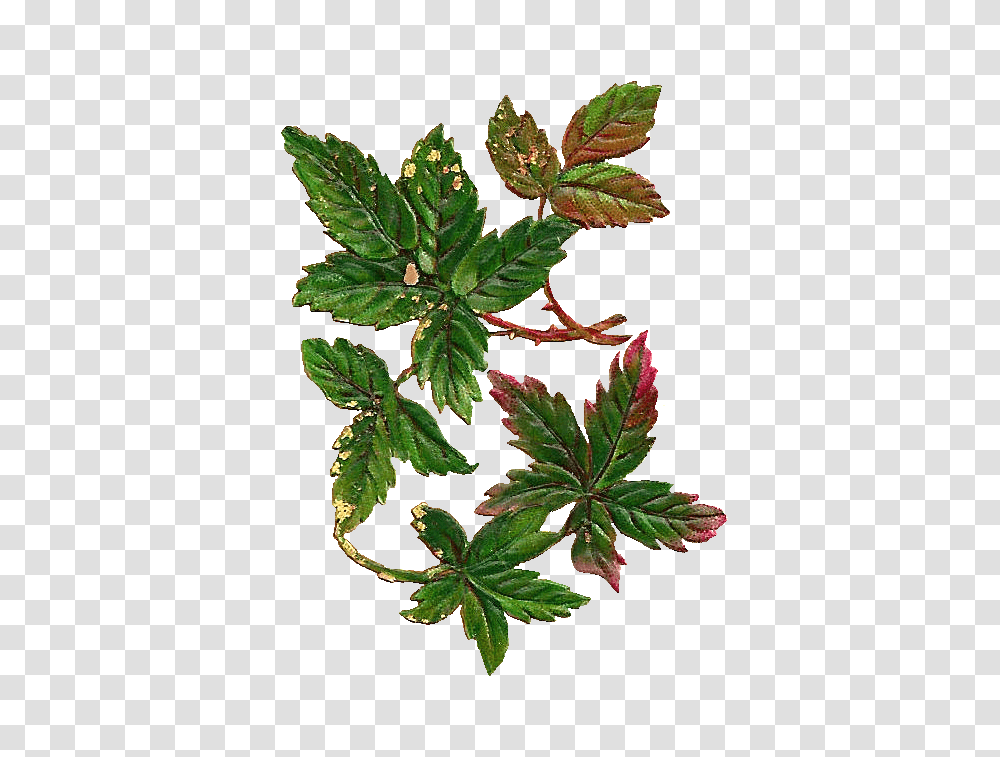 Antique Images Free Botanical Clip Art Distressed Leaf Digital, Plant, Potted Plant, Vase, Jar Transparent Png