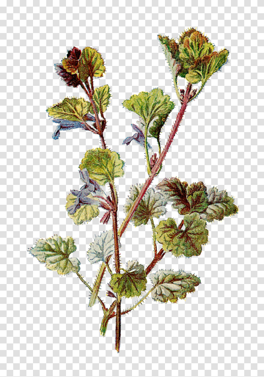 Antique Images Free Botanical Graphic Flower Clip Art Of Ground Ivy, Plant, Potted Plant, Vase, Jar Transparent Png
