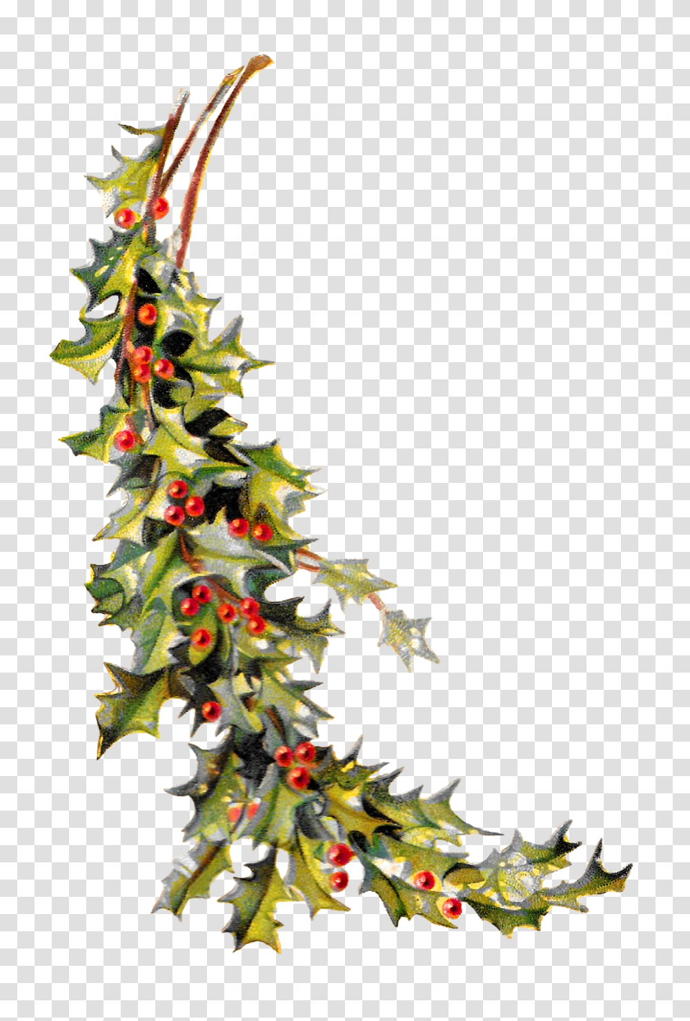 Antique Images Free Christmas Holly Image Holiday Clip Art, Ornament, Tree, Plant, Christmas Tree Transparent Png