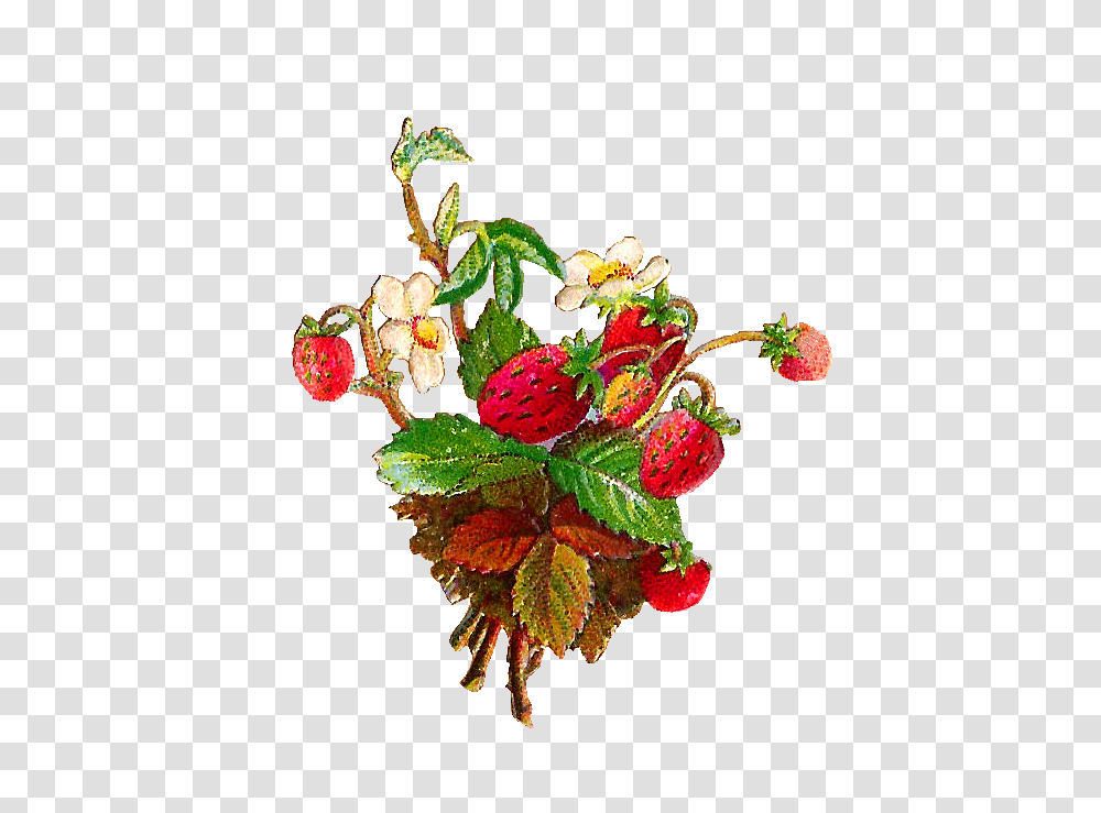 Antique Images Free Fruit Clip Art Strawberries And Strawberry, Plant, Floral Design, Pattern Transparent Png