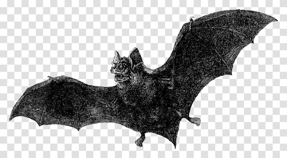 Antique Images Free Halloween Graphic Vintage Vampire Bat Vampire Bat Illustration, Wildlife, Animal, Mammal Transparent Png