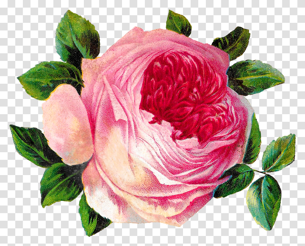 Antique Images Free Pink Shabby Chic Rose Flower Botanical Rose, Plant, Blossom, Geranium, Petal Transparent Png