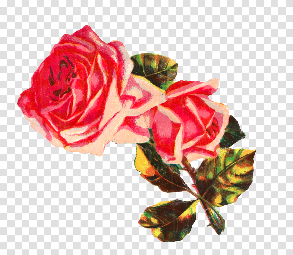 Antique Images Free Shabby Chic Pink Rose Image Clip Art, Plant, Flower, Blossom, Petal Transparent Png