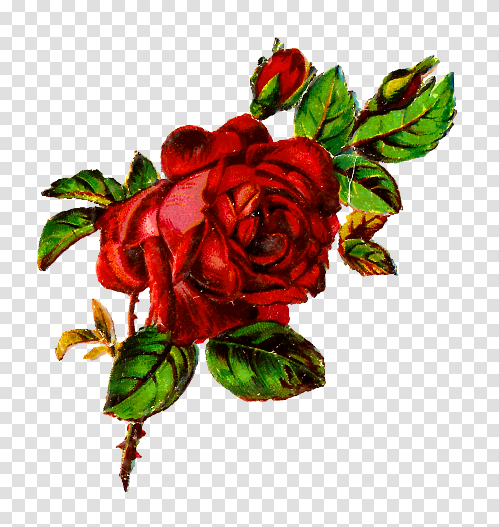 Antique Images Free Shabby Chic Red Rose Image Grunge Botanical, Flower, Plant, Blossom, Flower Arrangement Transparent Png