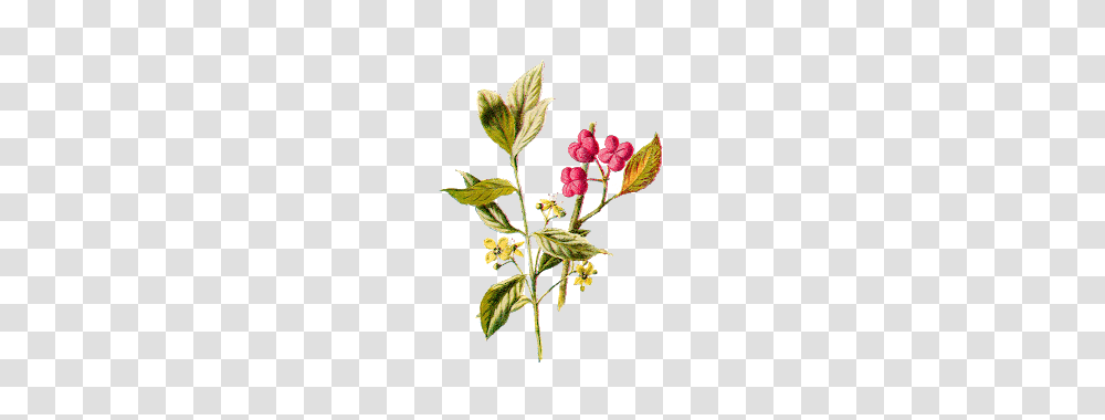 Antique Images March, Plant, Flower, Blossom, Fruit Transparent Png