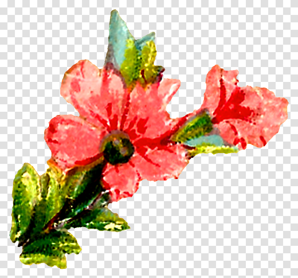 Antique Images Pastel Floral Clipart Digital Flowers Pink Clip Art, Plant, Hibiscus, Blossom, Geranium Transparent Png
