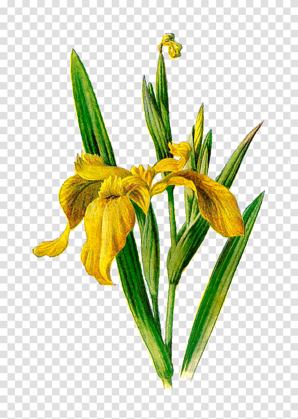 Antique Images Printable Flower Clip Art Wildflower Yellow Iris, Plant, Blossom, Daffodil, Lily Transparent Png