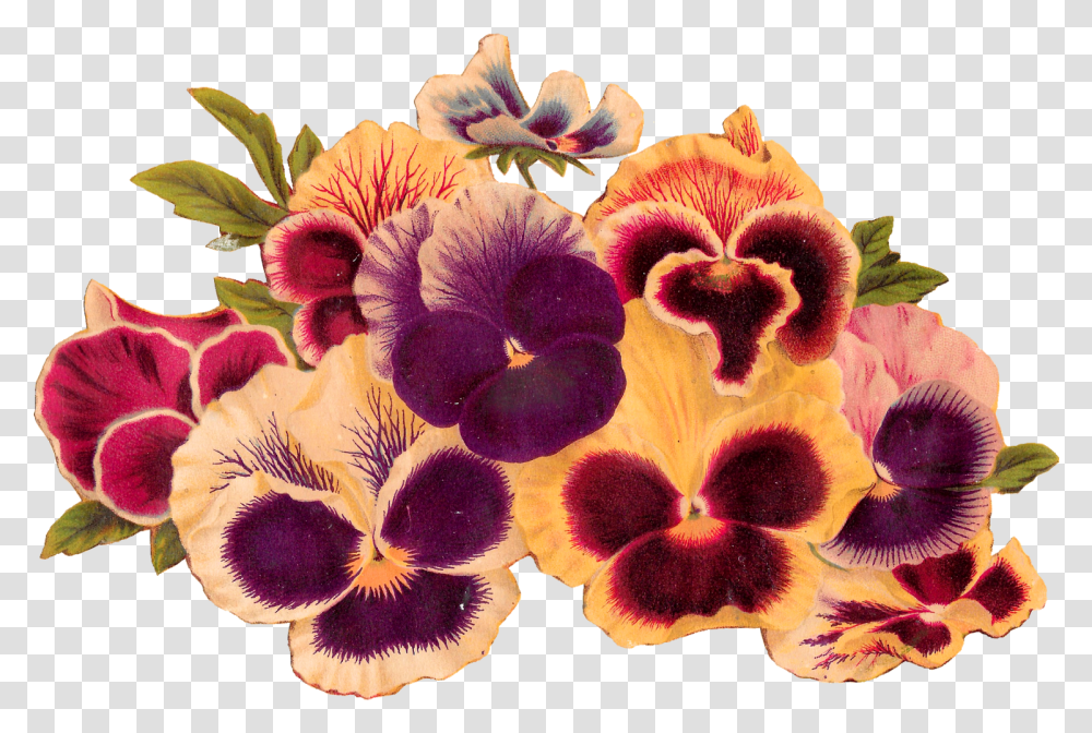 Antique Images Royalty Free Pansy Clip Art Image Download Clip Art, Plant, Flower, Blossom, Petal Transparent Png