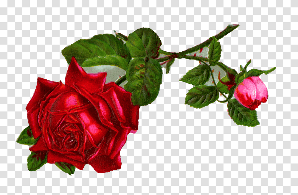 Antique Images Stock Red Rose Digital Clip Art, Flower, Plant, Blossom, Leaf Transparent Png