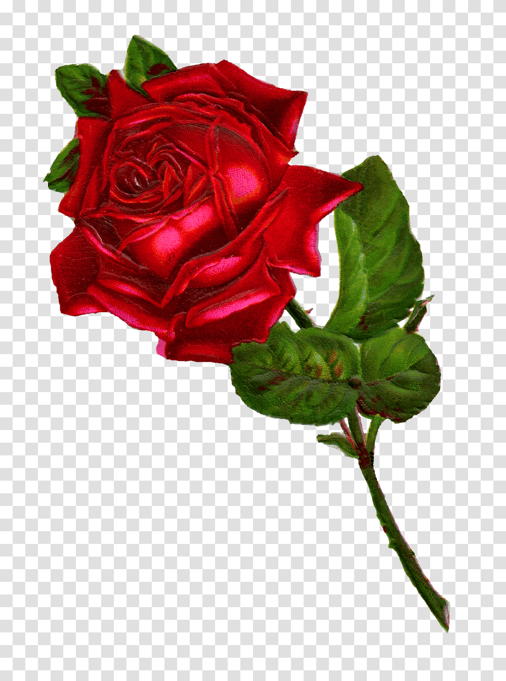 Antique Images Stock Red Rose Digital Clip Art, Flower, Plant, Blossom Transparent Png