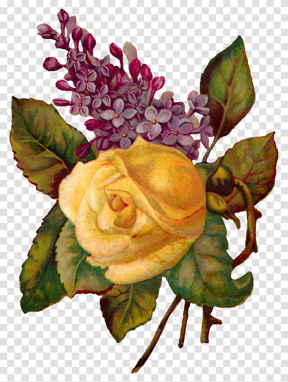 Antique Images Stock Rose Wisteria Image Printable Flower Clip Art, Plant, Blossom, Leaf, Flower Bouquet Transparent Png
