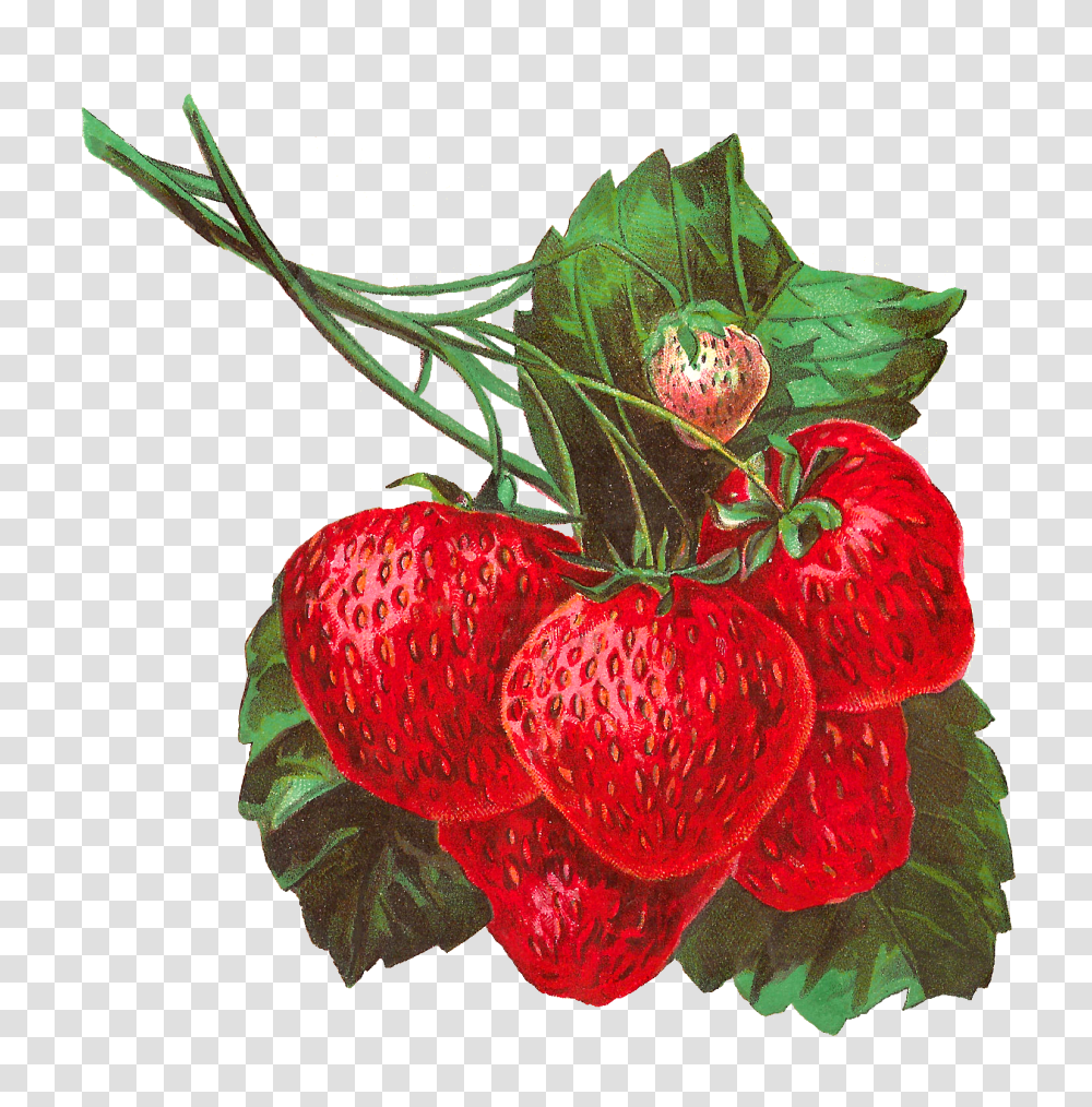 Antique Images Strawberry Stock Digital Image Fruit Clip Art, Plant, Food, Raspberry, Rose Transparent Png