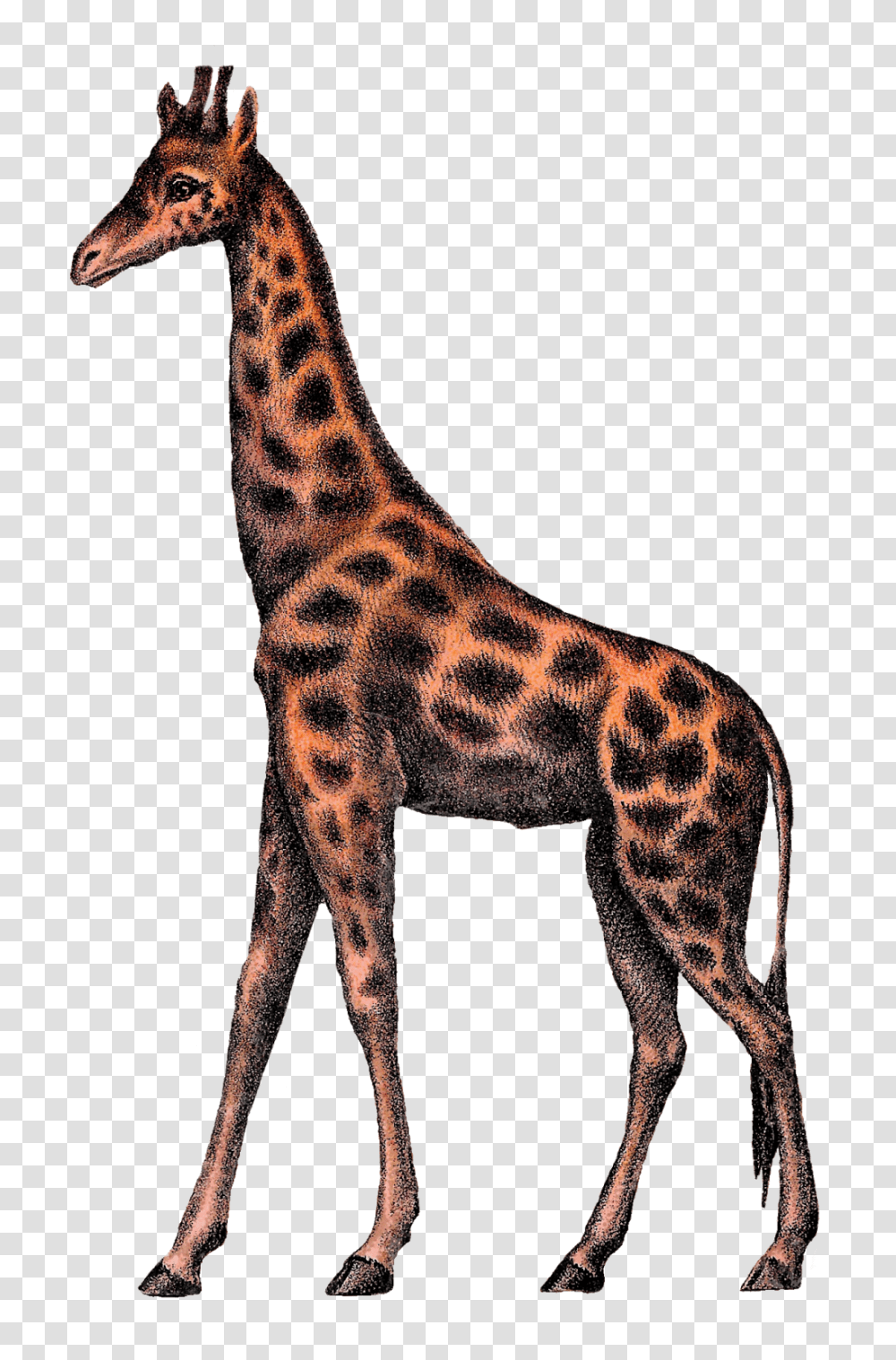 Antique Images Vintage Giraffe Digital Clipart Image Circus, Wildlife, Mammal, Animal, Panther Transparent Png