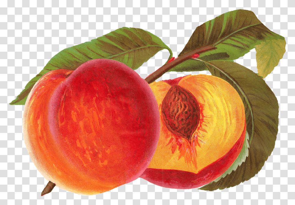 Antique Images Vintage Peach, Plant, Fruit, Food, Produce Transparent Png