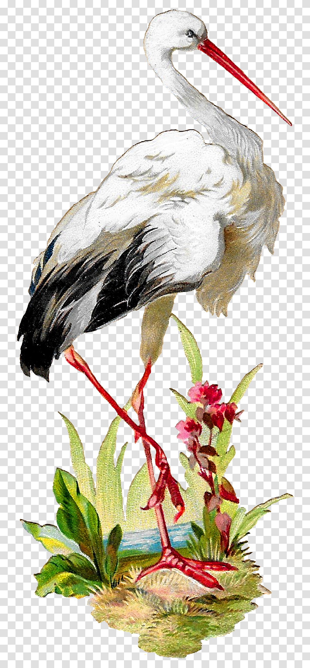 Antique Images Vintage White Stork Bird Clipart Artwork Stork Vintage, Animal, Vulture, Beak, Crane Bird Transparent Png