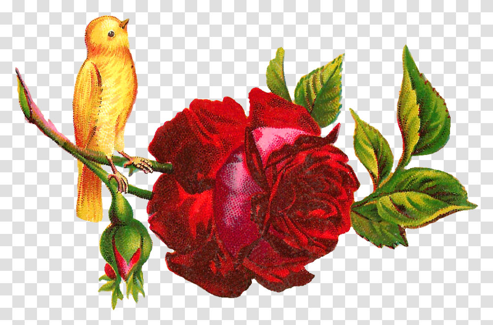 Antique Images Yellow Bird Perched Clip Art, Plant, Flower, Blossom, Rose Transparent Png