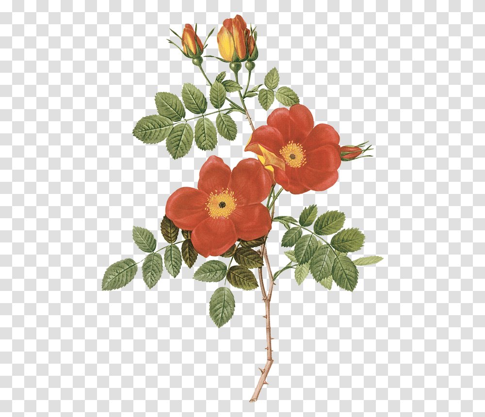 Antique Print 1959 Roses Flowers Rosa Eglanteria Punicea Pierre Joseph Redoute, Plant, Acanthaceae, Petal, Annonaceae Transparent Png