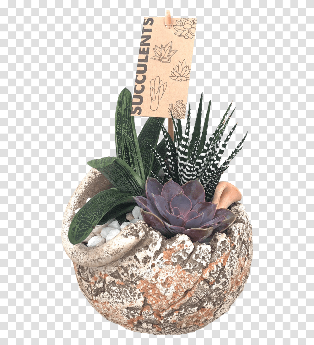 Antique Succulent Garden Flowerpot, Plant, Snake, Reptile, Animal Transparent Png