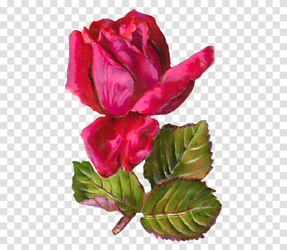 Antiqueimages Blogspot Com Rose, Geranium, Flower, Plant, Blossom Transparent Png